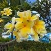 maddie_hien